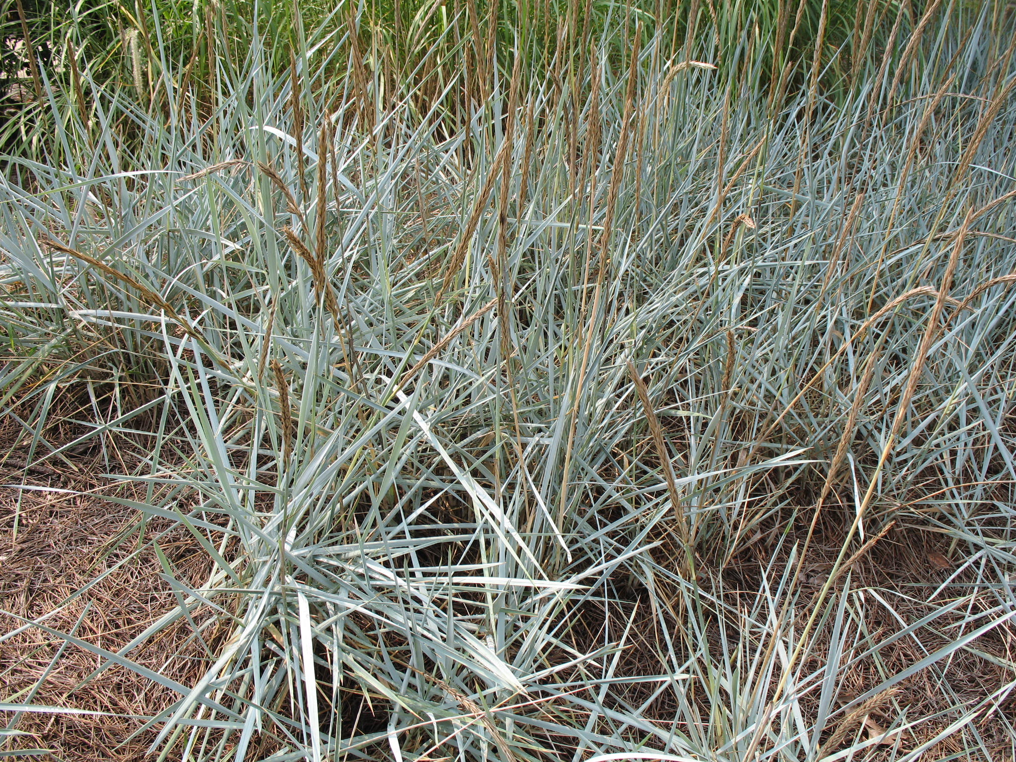 Online Plant Guide - Elymus Arenarius Glaucus 'Blue Dune' / Blue Lyme Grass